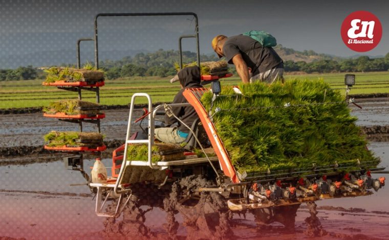 Advierten apertura arroz de EUA destruiría en RD producción y cadena de valor como en México y Haití