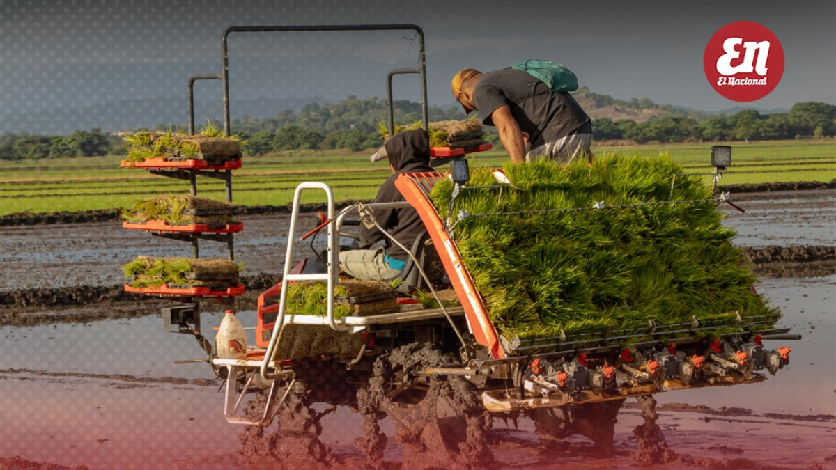 Advierten apertura arroz de EUA destruiría en RD producción y cadena de valor como en México y Haití